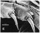 Espèce Hondurella verrucosa - Planche 10 de figures morphologiques