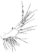 Species Sapphirina auronitens - Plate 11 of morphological figures