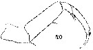 Espèce Sapphirina auronitens - Planche 12 de figures morphologiques