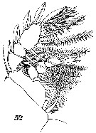Espèce Sapphirina auronitens - Planche 13 de figures morphologiques