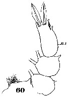 Espèce Sapphirina iris - Planche 15 de figures morphologiques