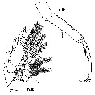 Espèce Sapphirina nigromaculata - Planche 18 de figures morphologiques