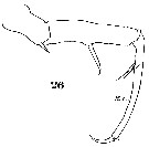 Espèce Sapphirina nigromaculata - Planche 22 de figures morphologiques