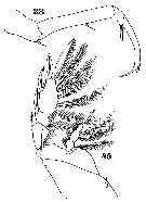 Species Sapphirina maculosa - Plate 7 of morphological figures