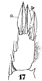 Espèce Sapphirina angusta - Planche 22 de figures morphologiques