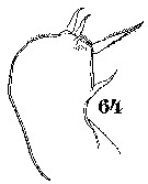 Espèce Sapphirina opalina - Planche 18 de figures morphologiques