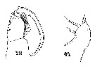 Espèce Sapphirina auronitens - Planche 15 de figures morphologiques