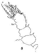 Species Sapphirina bicuspidata - Plate 9 of morphological figures