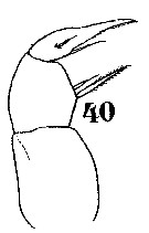 Espèce Sapphirina nigromaculata - Planche 19 de figures morphologiques