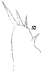 Espèce Sapphirina iris - Planche 17 de figures morphologiques