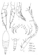 Species Candacia worthingtoni - Plate 2 of morphological figures
