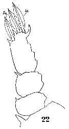 Espèce Sapphirina stellata - Planche 11 de figures morphologiques