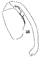 Espèce Sapphirina darwini - Planche 12 de figures morphologiques