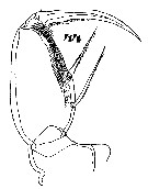 Espèce Oncaea venusta - Planche 28 de figures morphologiques