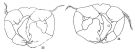 Species Acartia (Acanthacartia) levequei - Plate 2 of morphological figures