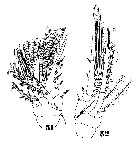 Species Triconia dentipes - Plate 12 of morphological figures
