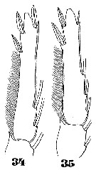 Species Triconia conifera - Plate 21 of morphological figures