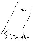 Espèce Aegisthus mucronatus - Planche 15 de figures morphologiques