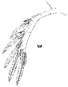 Espèce Aegisthus mucronatus - Planche 16 de figures morphologiques