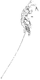 Espèce Aegisthus aculeatus - Planche 3 de figures morphologiques