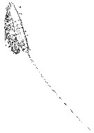Espèce Microsetella rosea - Planche 6 de figures morphologiques