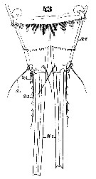 Espèce Microsetella rosea - Planche 8 de figures morphologiques