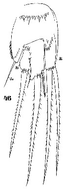 Espèce Microsetella rosea - Planche 12 de figures morphologiques