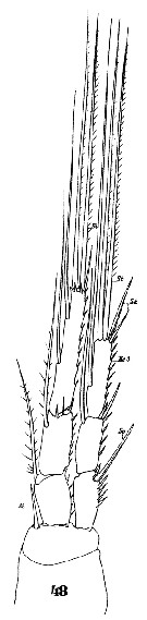 Espèce Microsetella rosea - Planche 11 de figures morphologiques