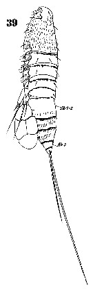 Species Microsetella norvegica - Plate 8 of morphological figures