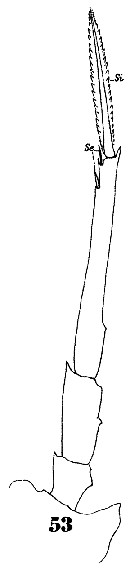 Espèce Oncaea tenuimana - Planche 7 de figures morphologiques