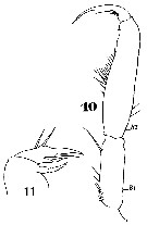 Espèce Macrosetella gracilis - Planche 11 de figures morphologiques