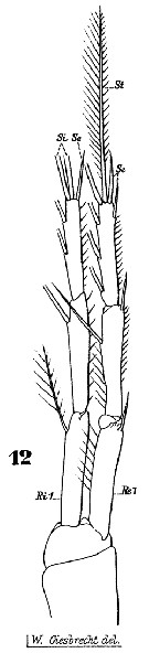 Espèce Macrosetella gracilis - Planche 12 de figures morphologiques