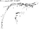 Espèce Macrosetella gracilis - Planche 15 de figures morphologiques