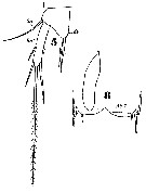 Espèce Macrosetella gracilis - Planche 16 de figures morphologiques