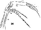Espèce Clytemnestra gracilis - Planche 4 de figures morphologiques