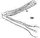 Espèce Clytemnestra gracilis - Planche 6 de figures morphologiques