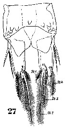 Species Clytemnestra gracilis - Plate 8 of morphological figures