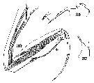 Espèce Clytemnestra gracilis - Planche 12 de figures morphologiques