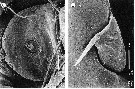 Espèce Goniopsyllus clausi - Planche 9 de figures morphologiques