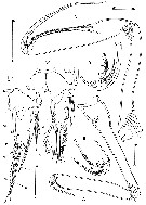 Espèce Clytemnestra scutellata - Planche 4 de figures morphologiques