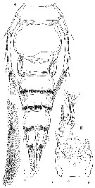 Espèce Clytemnestra gracilis - Planche 16 de figures morphologiques