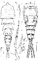 Species Clytemnestra longipes - Plate 1 of morphological figures
