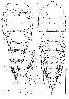 Species Clytemnestra asetosa - Plate 1 of morphological figures
