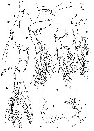 Species Clytemnestra asetosa - Plate 3 of morphological figures