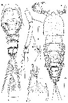 Species Clytemnestra asetosa - Plate 5 of morphological figures