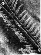 Espèce Clytemnestra gracilis - Planche 19 de figures morphologiques