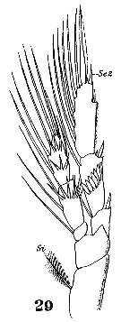 Species Calocalanus styliremis - Plate 11 of morphological figures