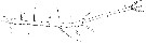 Espèce Calocalanus pavo - Planche 11 de figures morphologiques