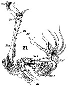 Species Stephos gyrans - Plate 3 of morphological figures