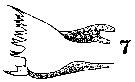 Espèce Stephos gyrans - Planche 4 de figures morphologiques